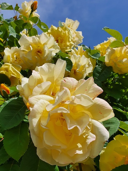 Magnifique rose jaune