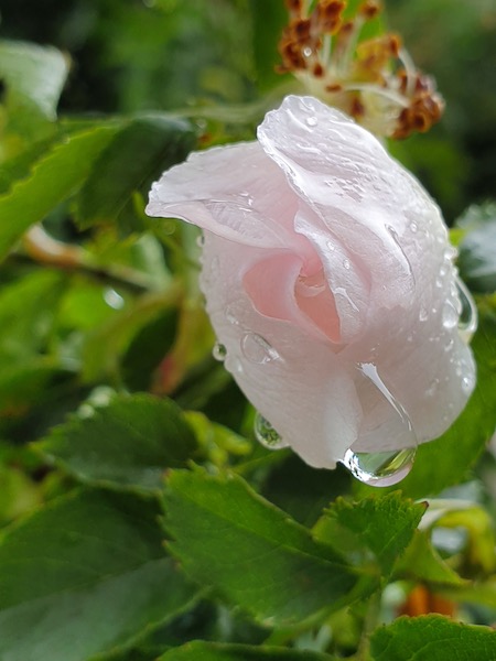 Rose et sa goutte d'eau