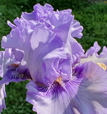 Merveilleux iris