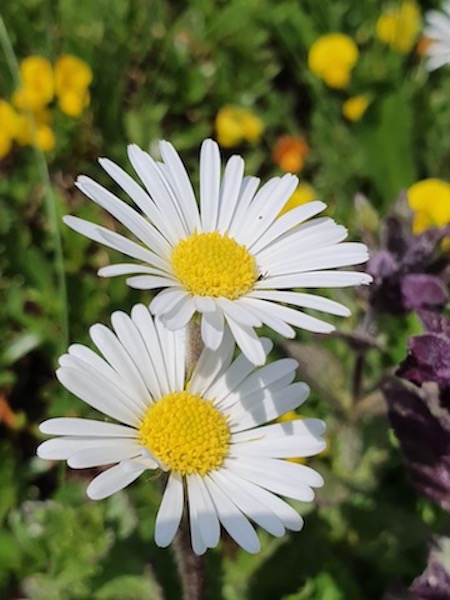 Marguerites joyeuses