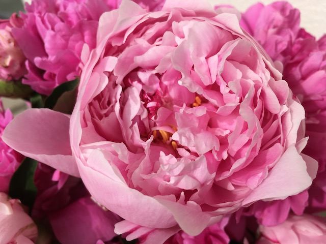 Pivoine rose