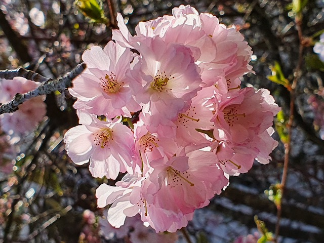 Cherry blossom