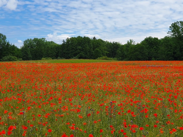 Champs de coquelicots rouge