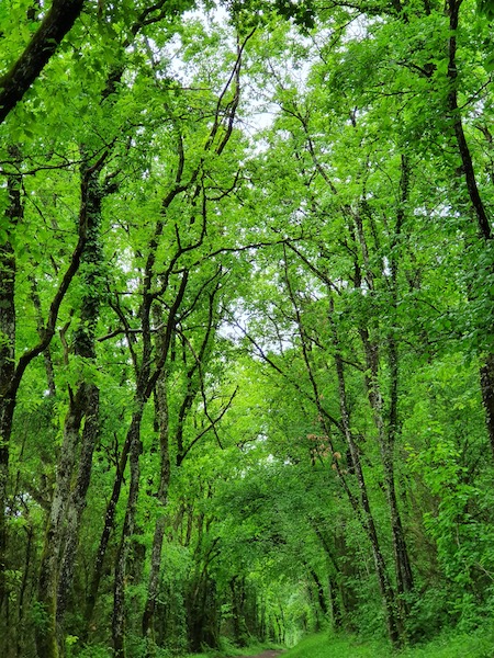 Forêt cathédrale