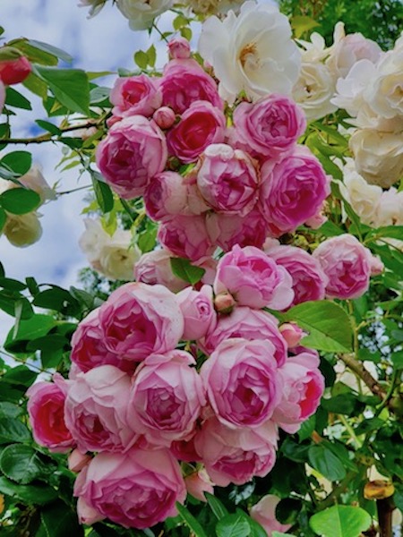 Merveilleuses roses roses