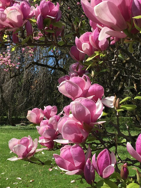 Magnolias au printemps, jardin