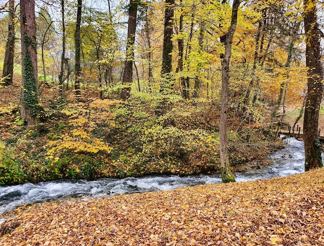 Paysage forêt automne