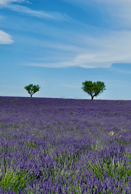 Provence lavande